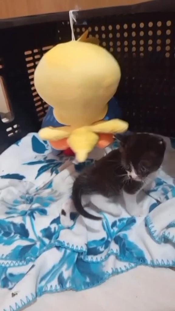 Bebezinho, gato de porte pequeno para adoção em Catanduva - SP