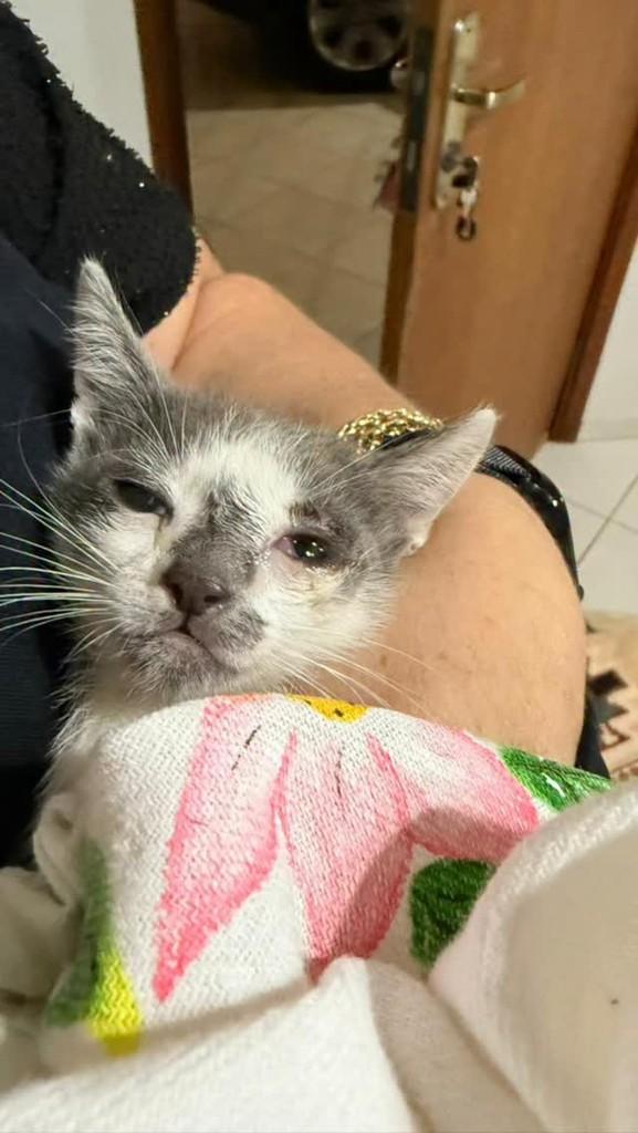 Petruquinho, gato de porte pequeno para adoção em Catanduva - SP