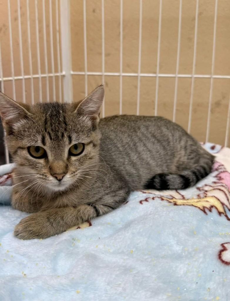 Bebezinha, gata de porte pequeno para adoção em Catanduva - SP
