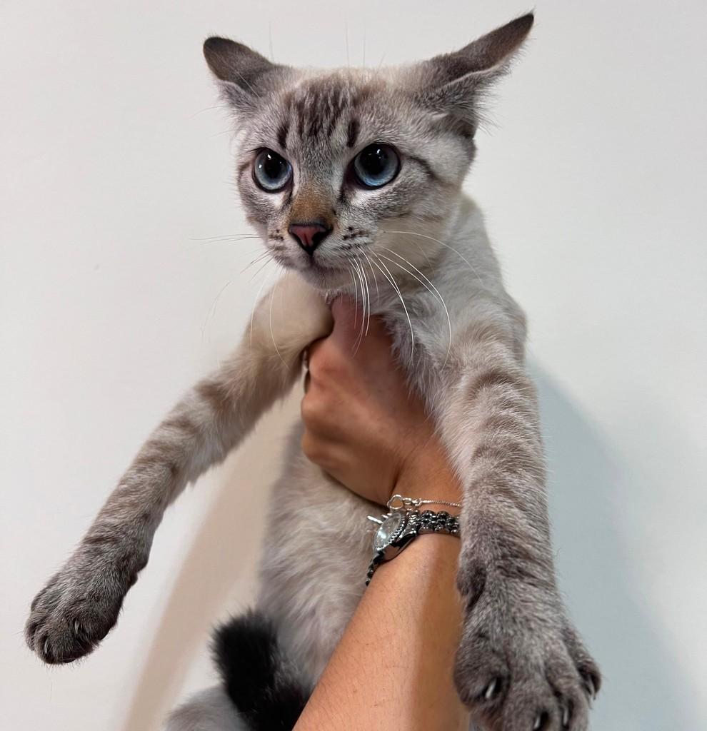 Feminha, gata de porte pequeno para adoção em Catanduva - SP