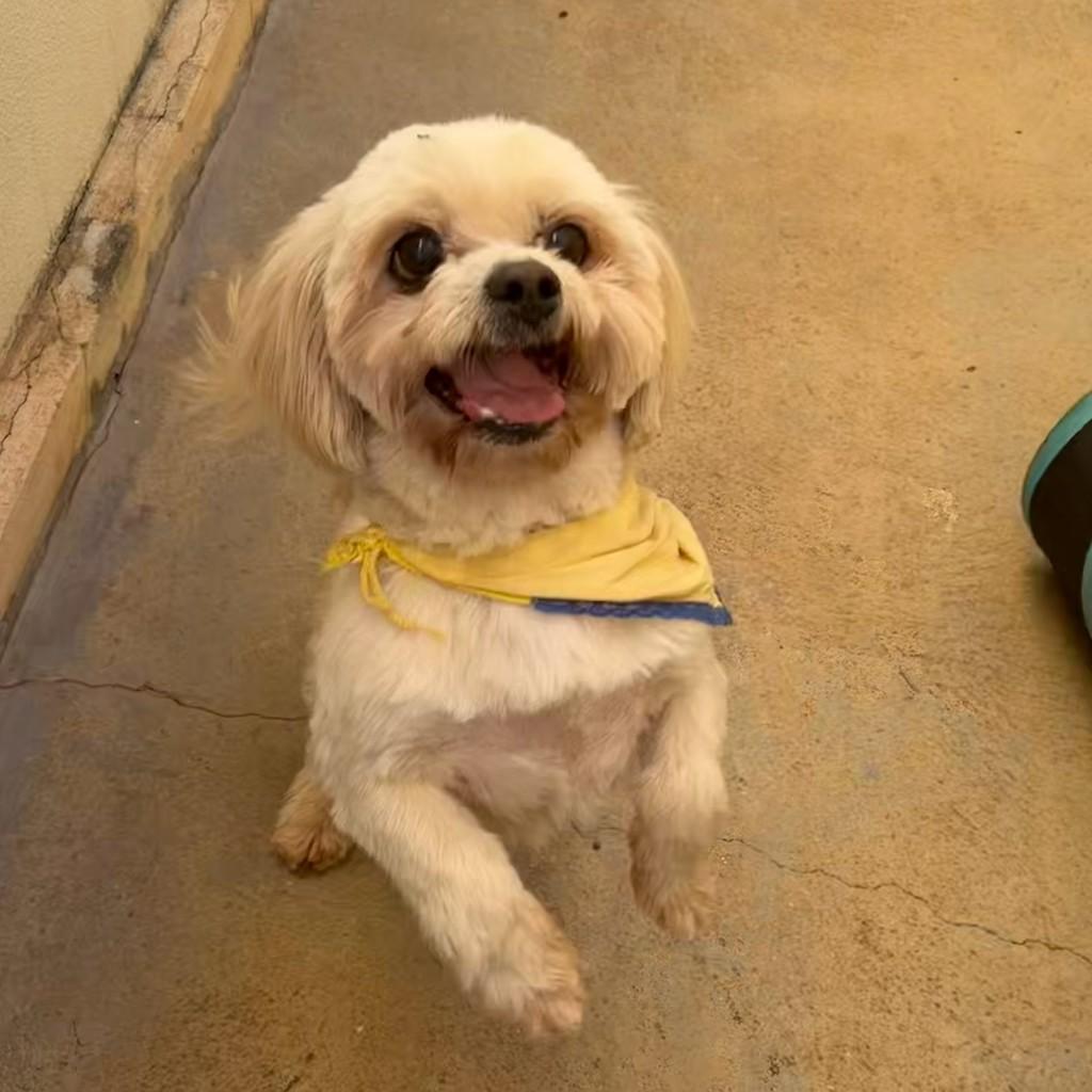 Bento, cachorro de porte pequeno para adoção em Catanduva - SP