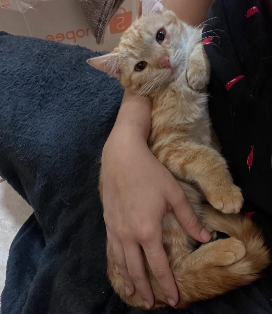 Laranja, gata de porte pequeno para adoção em Catanduva - SP