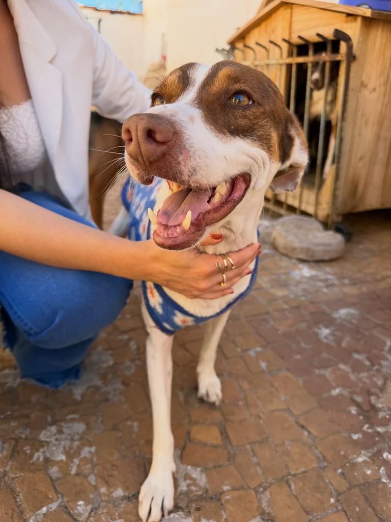 Caribe, cachorro de porte pequeno para adoção em Catanduva - SP