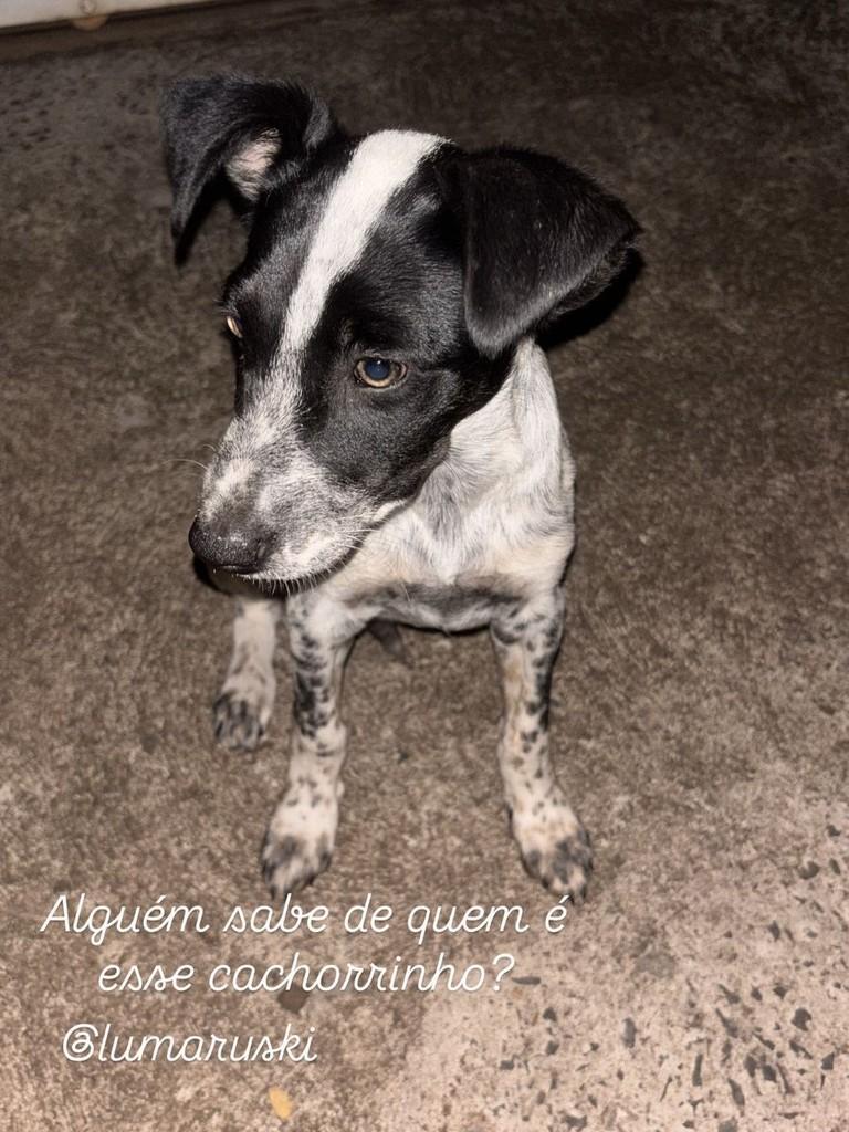 Filhotão, cachorro de porte pequeno para adoção em Catanduva - SP