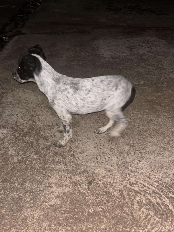Filhotão, cachorro de porte pequeno para adoção em Catanduva - SP — foto 2 de 3