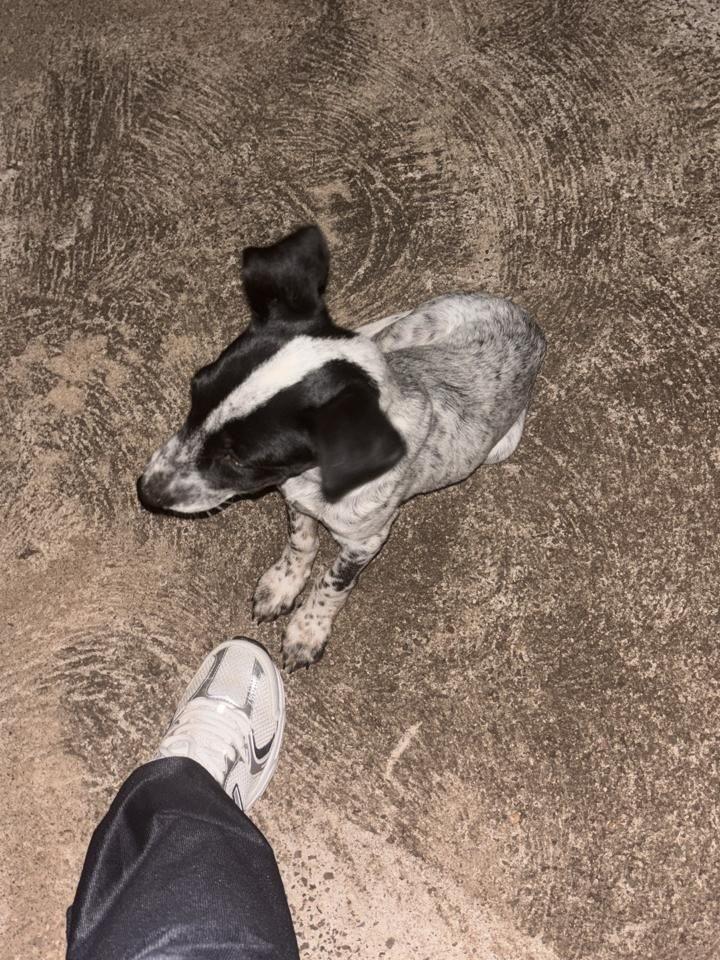 Filhotão, cachorro de porte pequeno para adoção em Catanduva - SP — foto 3 de 3