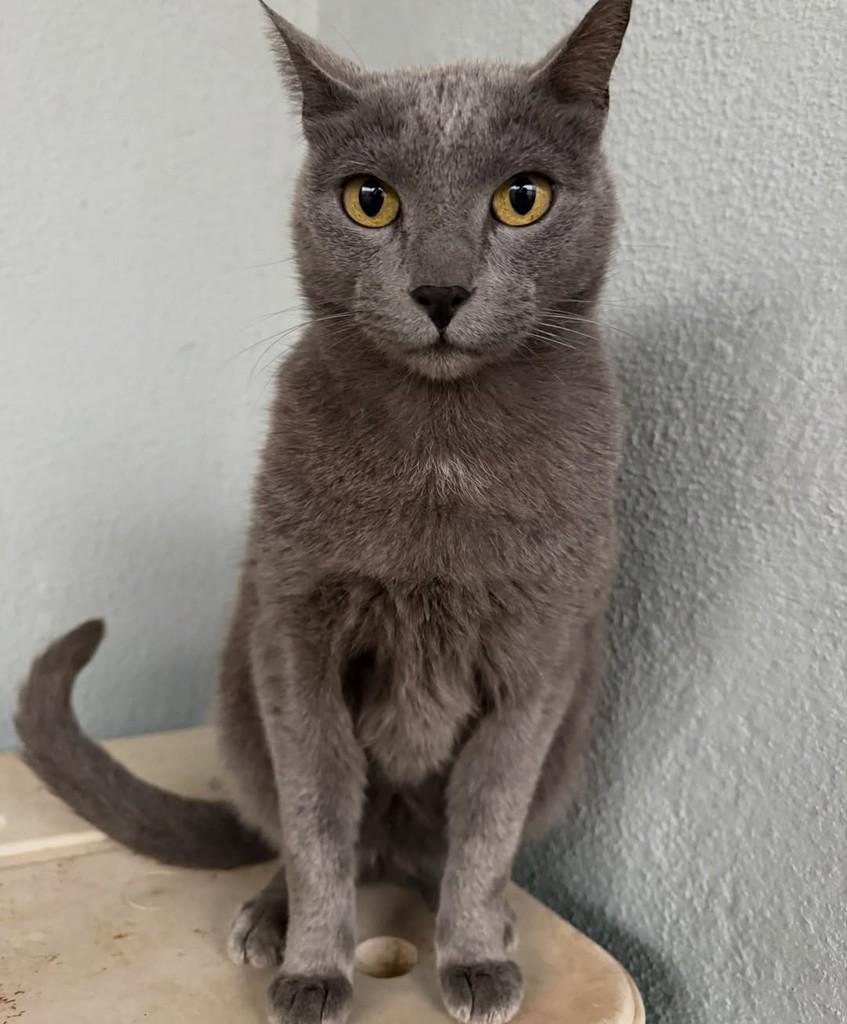 Fumaça, gato de porte médio para adoção em Catanduva - SP