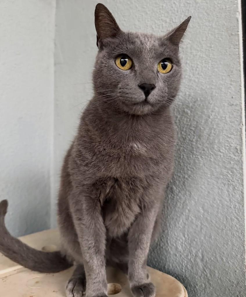 Fumaça, gato de porte médio para adoção em Catanduva - SP — foto 2 de 4
