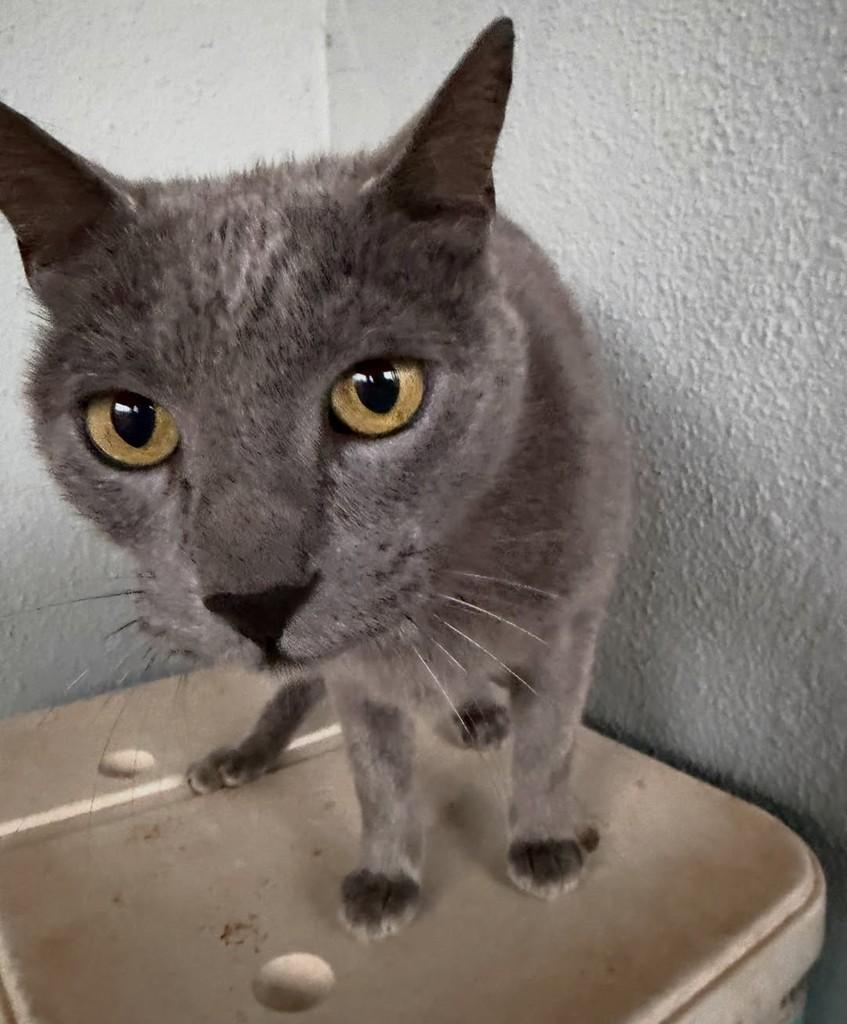 Fumaça, gato de porte médio para adoção em Catanduva - SP — foto 3 de 4