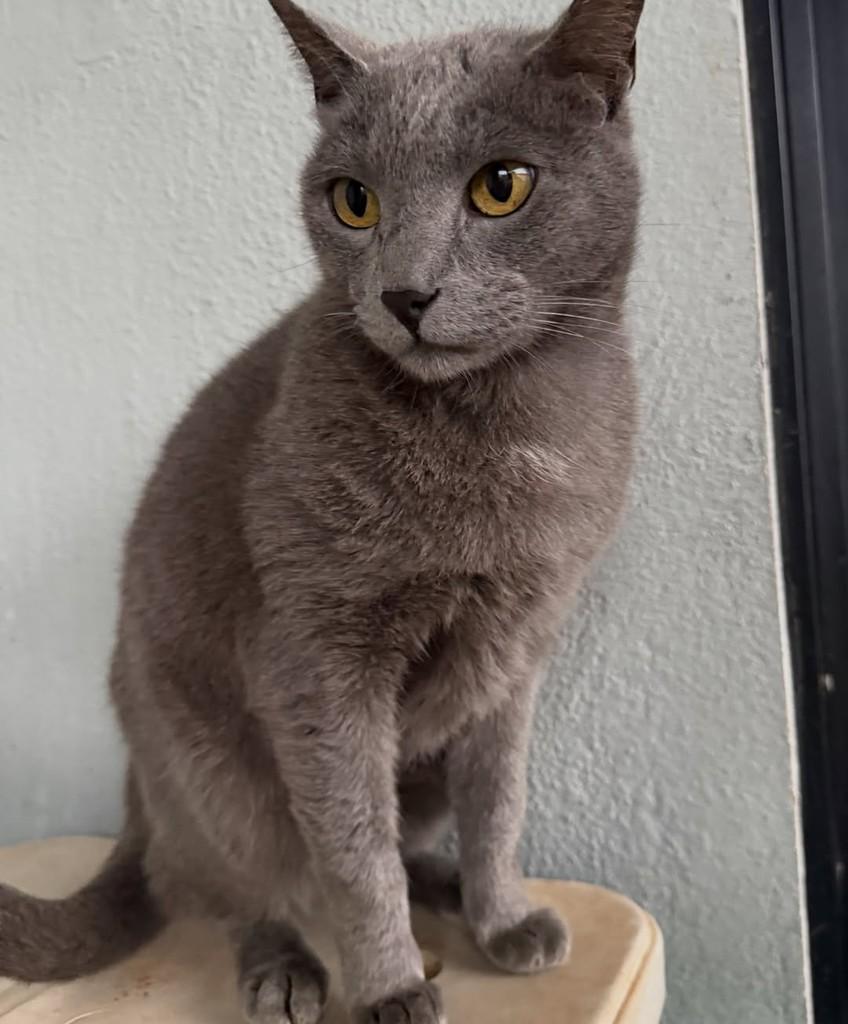 Fumaça, gato de porte médio para adoção em Catanduva - SP — foto 4 de 4