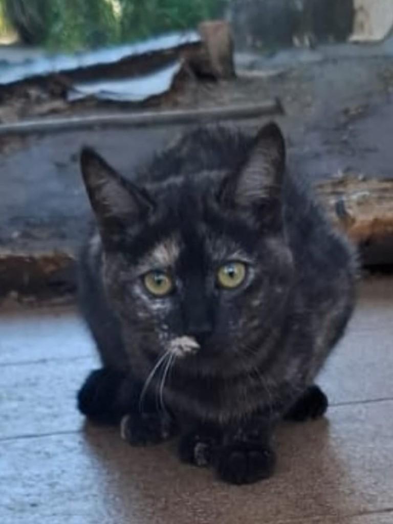 Cinzinha, gata de porte pequeno para adoção em Catanduva - SP