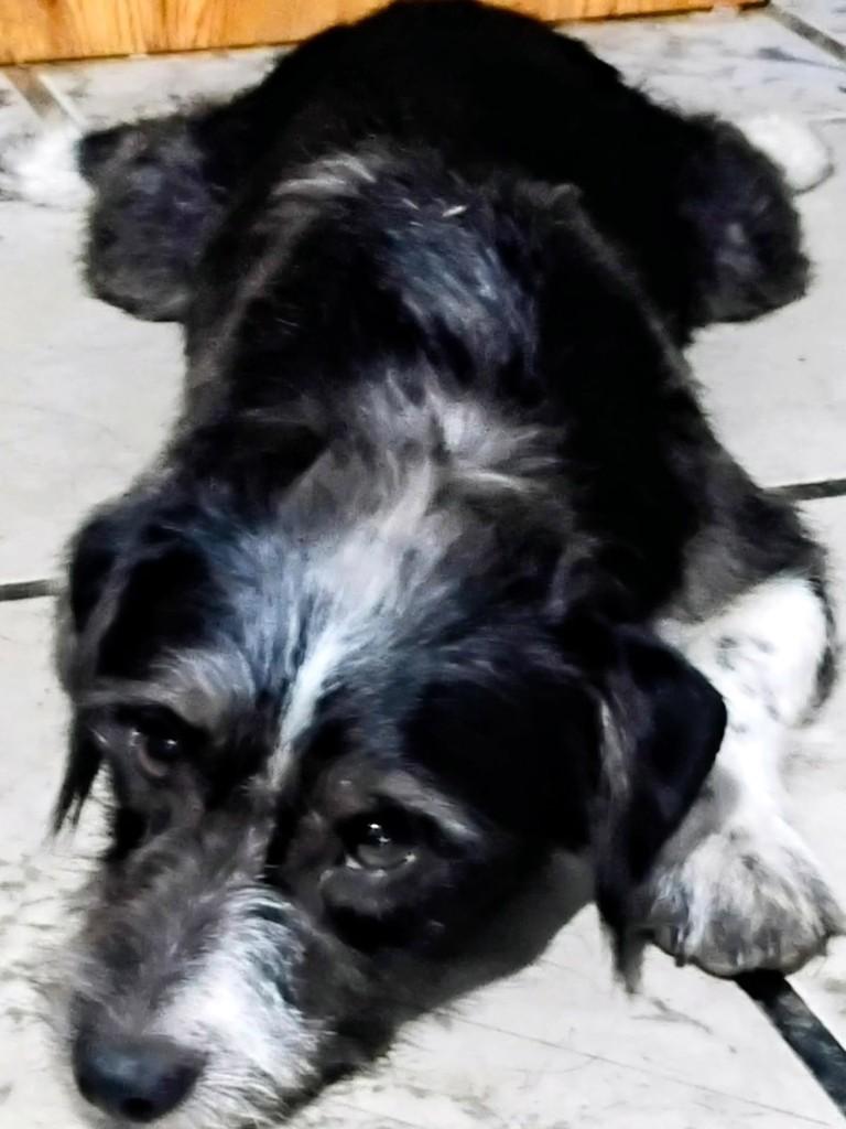 Fiapinho, cachorro de porte pequeno para adoção em Imbituba - SC