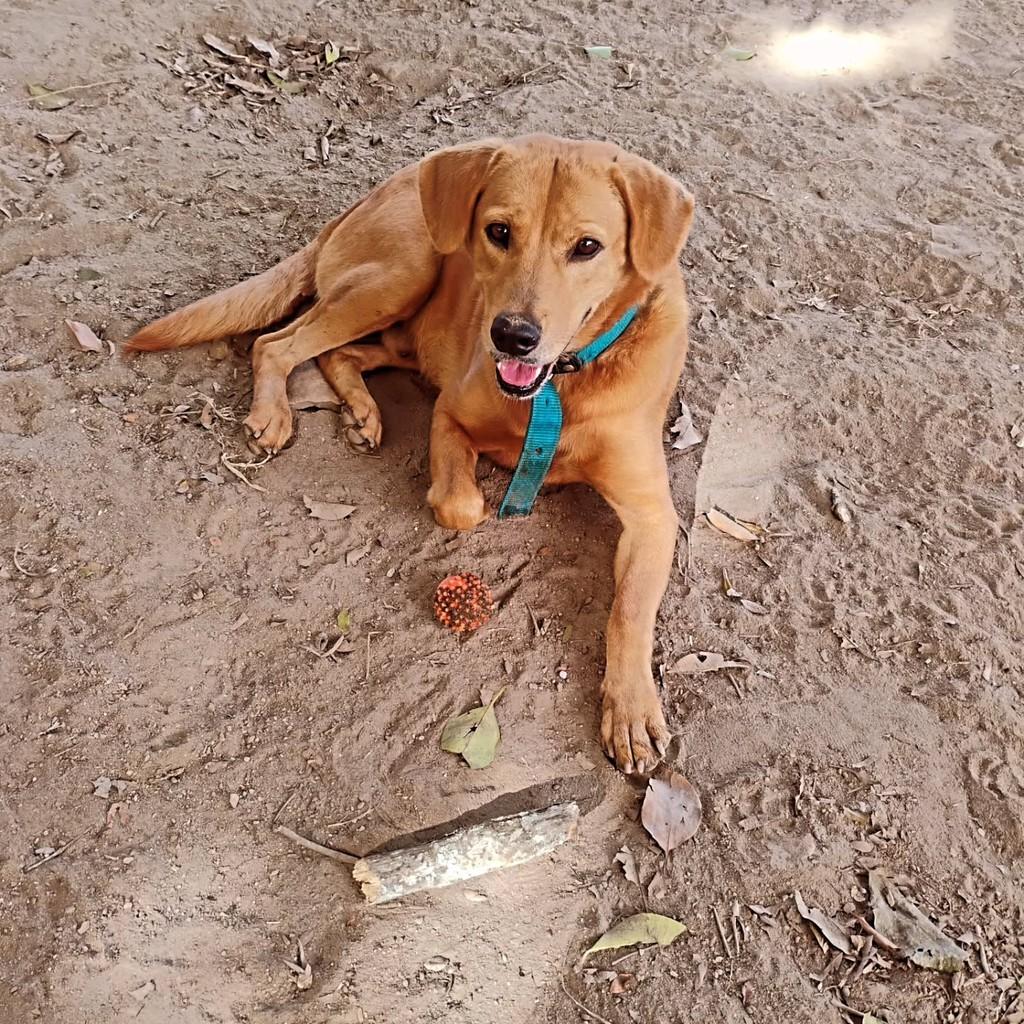 Caramelo, cadela de porte médio para adoção em Imbituba - SC