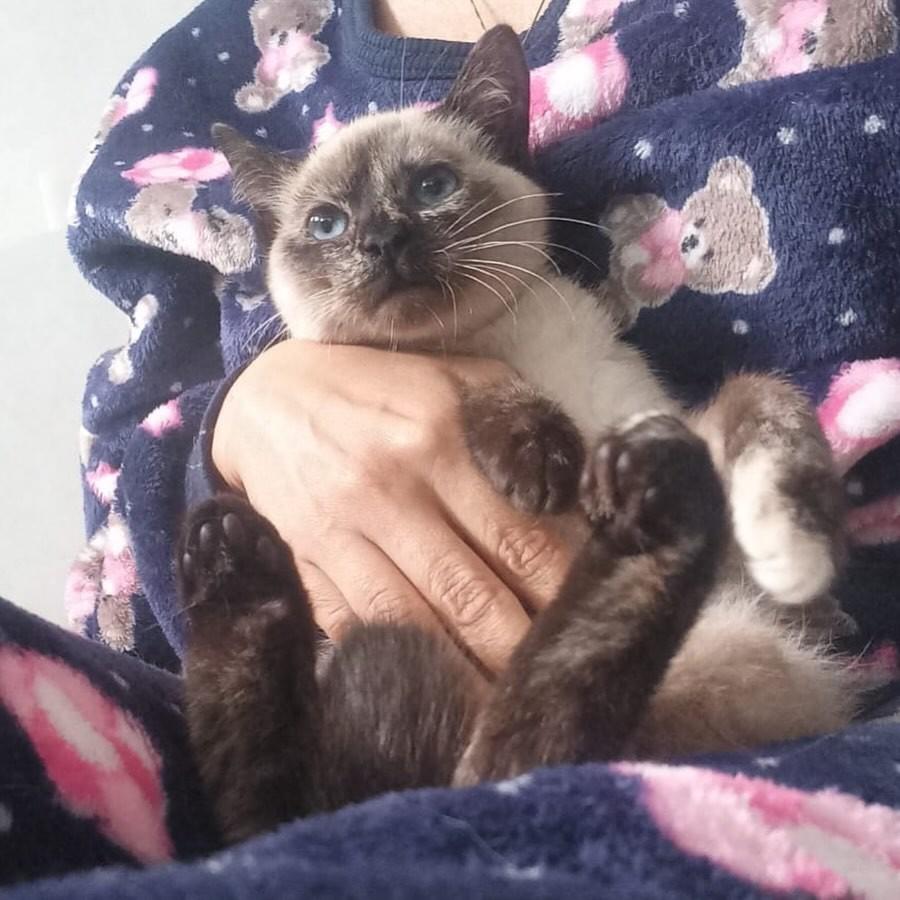 Filhotinha, gata de porte pequeno para adoção em Imbituba - SC