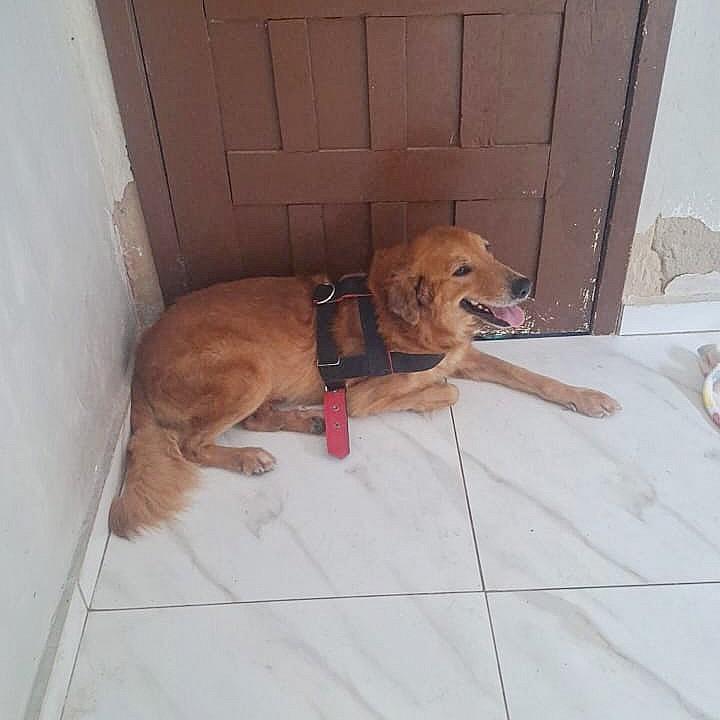 Campeão, cachorro de porte médio para adoção em Ananindeua - PA