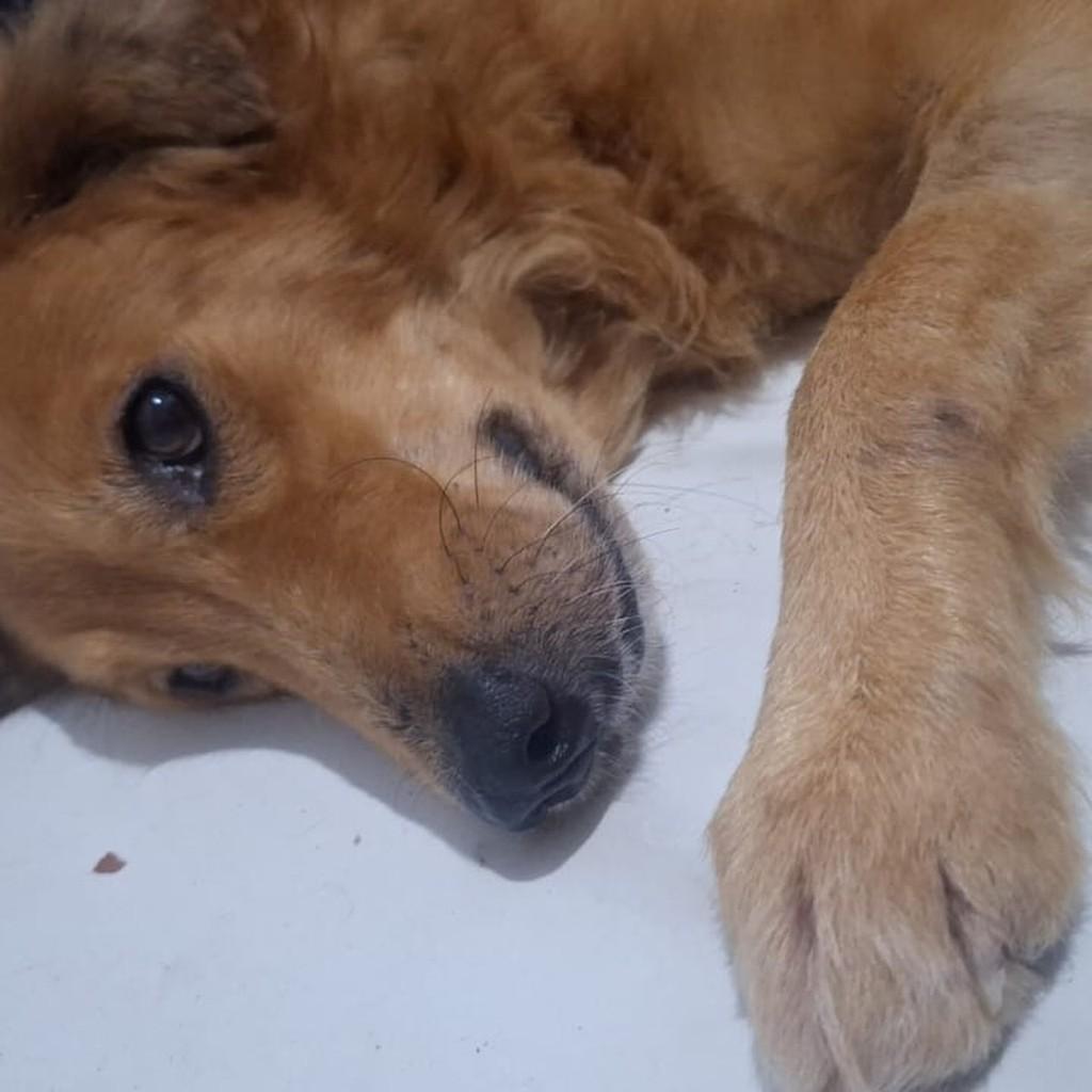 Campeão, cachorro de porte médio para adoção em Ananindeua - PA — foto 2 de 2