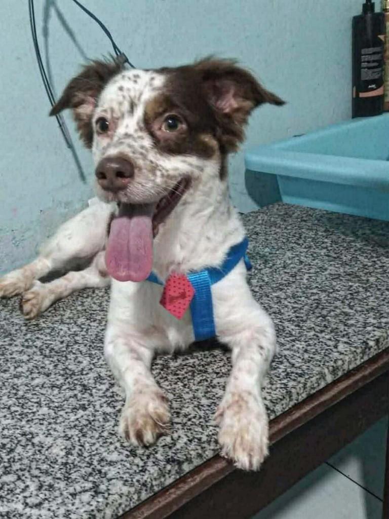 Max, cachorro para adoção em Belém - PA
