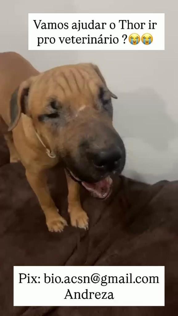 Thor, cachorro de porte médio para adoção em Ananindeua - PA