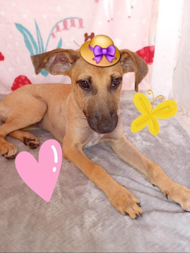 Flor, cadela de porte pequeno para adoção em Ananindeua - PA
