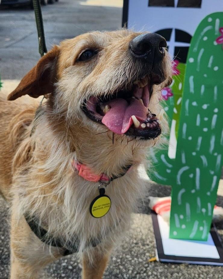 Miguel, cachorro de porte médio para adoção em São Paulo - SP