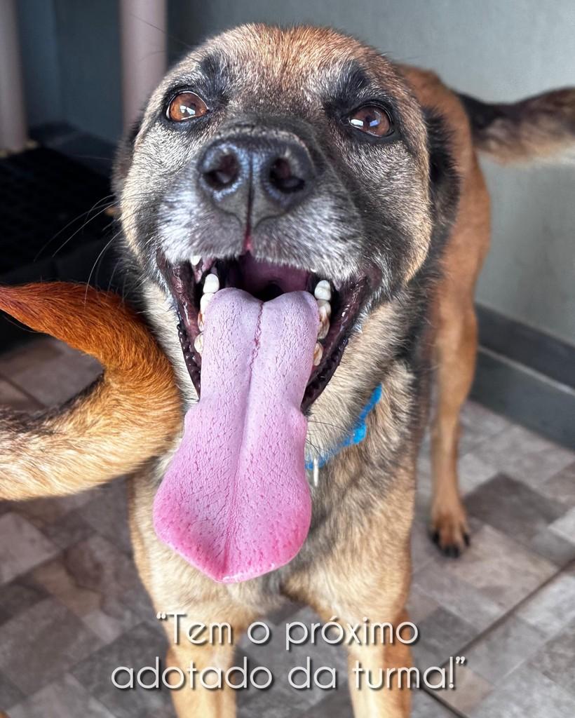 LeBron, cachorro de porte médio para adoção em São Paulo - SP