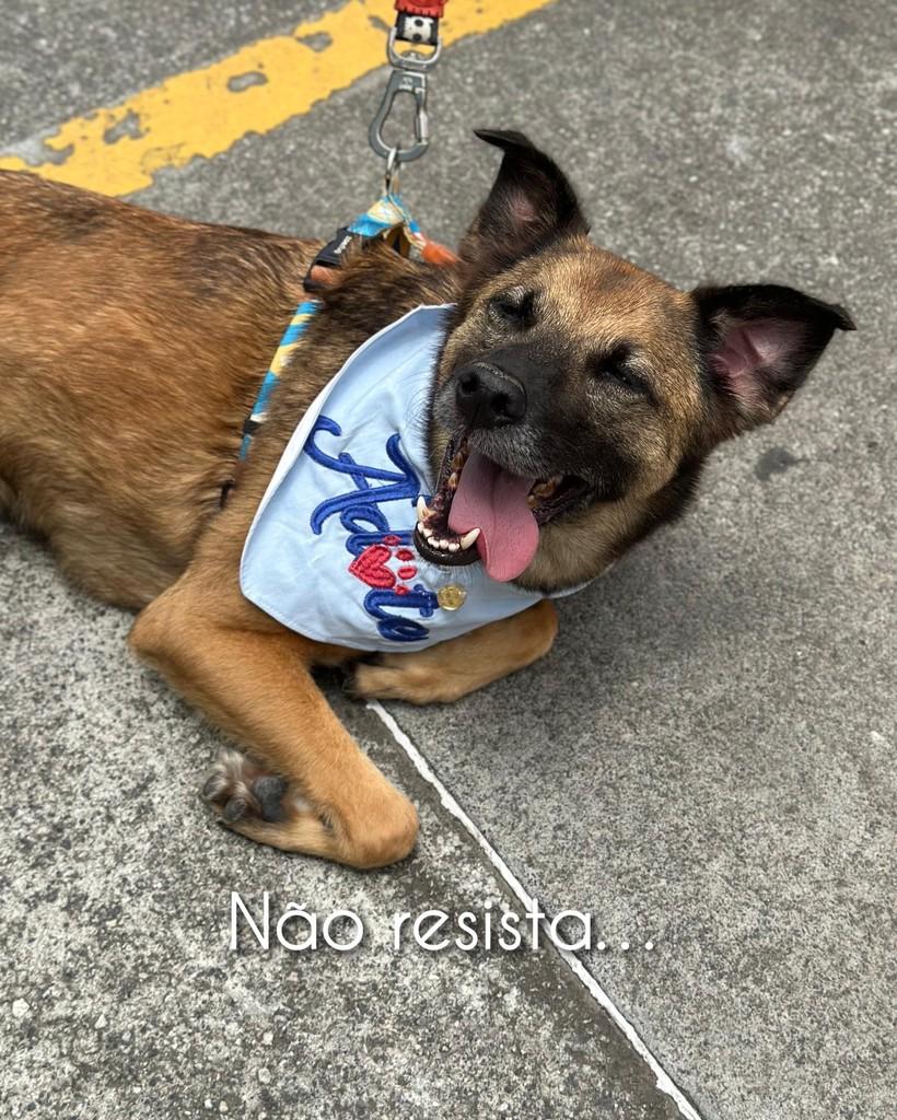 LeBron, cachorro de porte médio para adoção em São Paulo - SP — foto 5 de 6