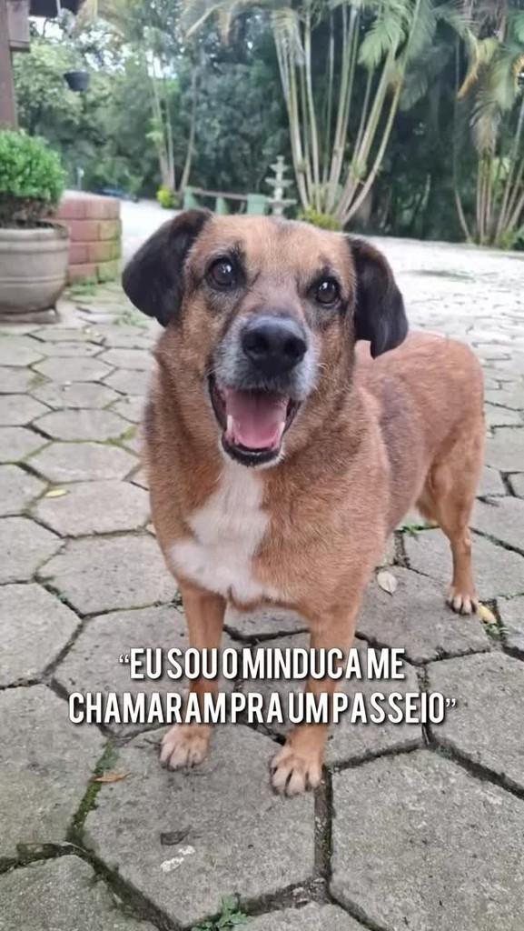 Minduca, cachorro de porte médio para adoção em São Paulo - SP