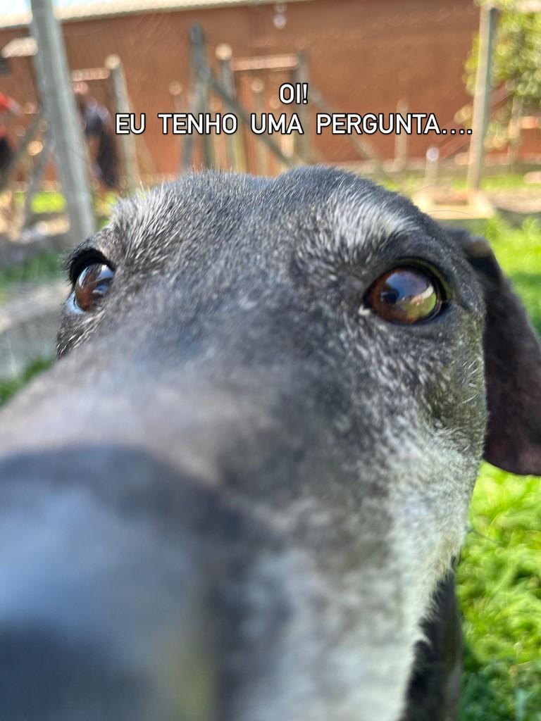 Bono, cachorro de porte médio para adoção em São Paulo - SP