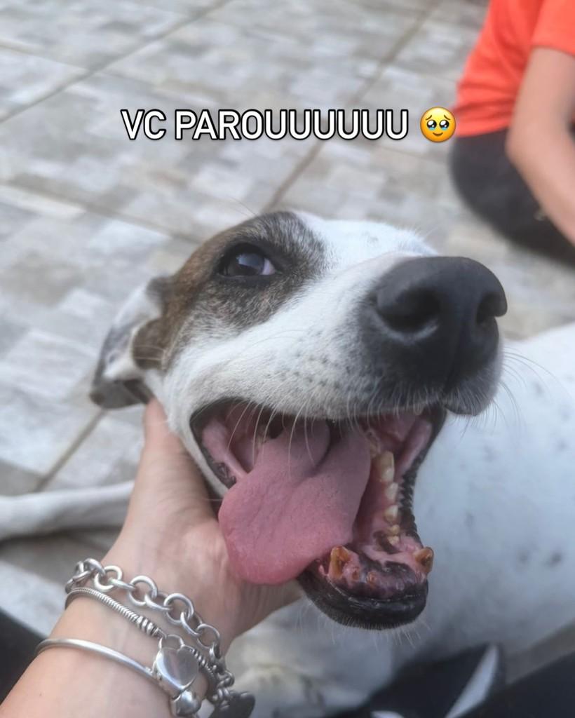 Leiloca, cadela de porte médio para adoção em São Paulo - SP