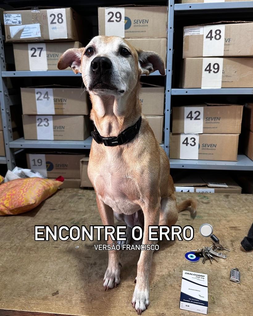 Francisco, cachorro de porte médio para adoção em São Paulo - SP