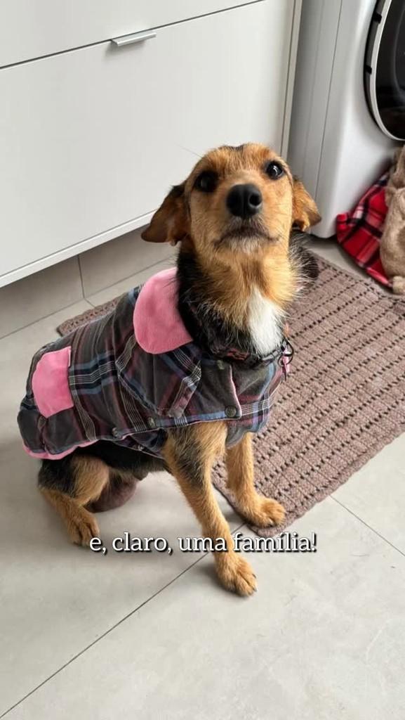 Tereza, cachorro de porte pequeno para adoção em São Paulo - SP