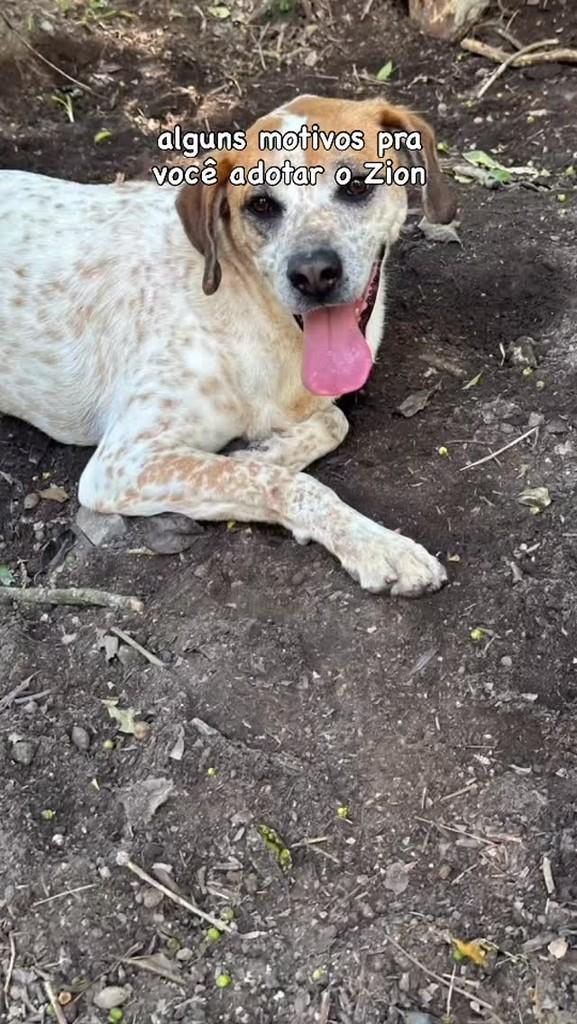 Zion, cachorro de porte médio para adoção em São Paulo - SP