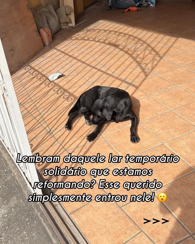 Brutus Black, cachorro de porte grande para adoção em São Paulo - SP