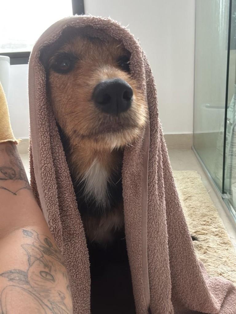 Tereza II, cachorro de porte pequeno para adoção em São Paulo - SP