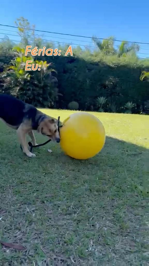Zinho, cachorro de porte médio para adoção em São Paulo - SP