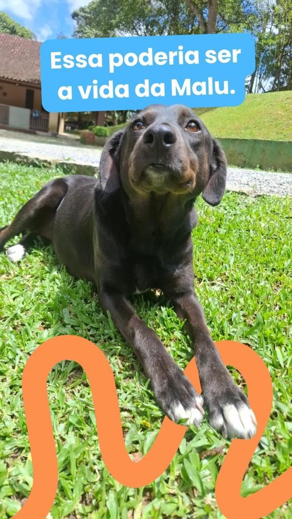 Malu, cadela de porte médio para adoção em São Paulo - SP