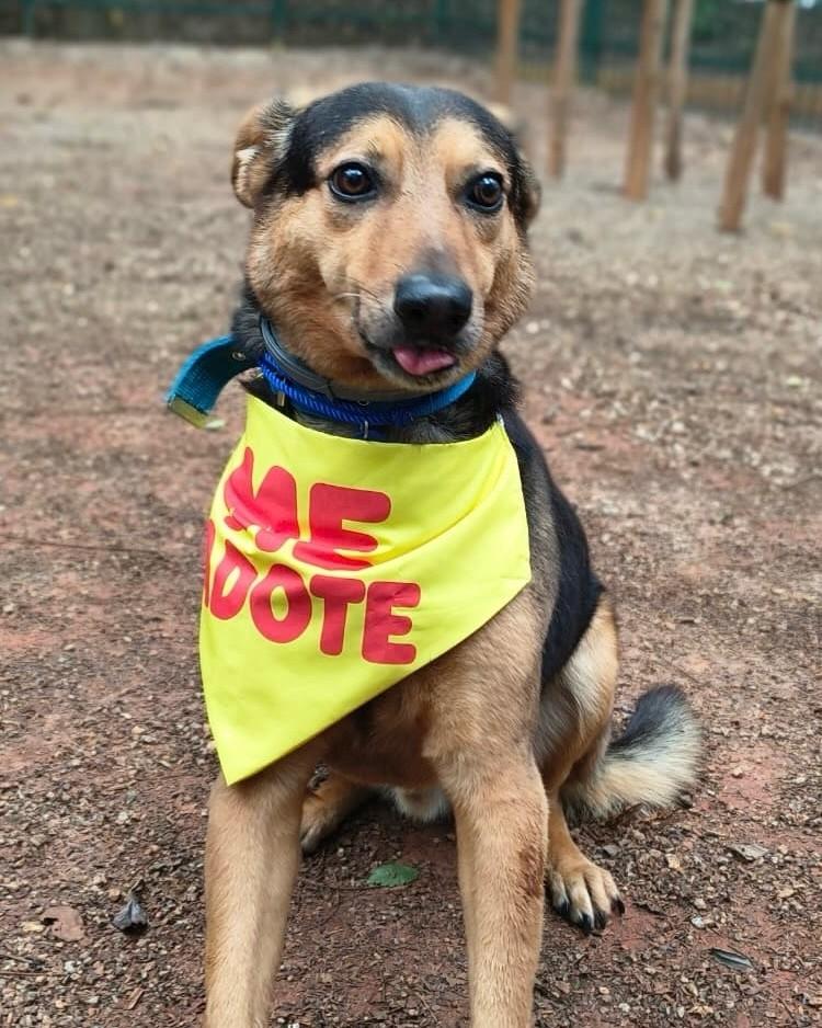 Tyler, cachorro de porte médio para adoção em São Paulo - SP