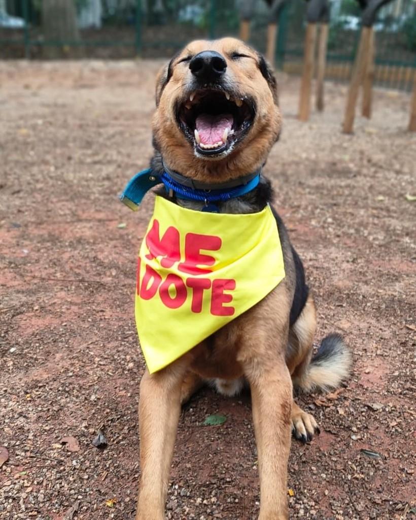 Tyler, cachorro de porte médio para adoção em São Paulo - SP — foto 2 de 6