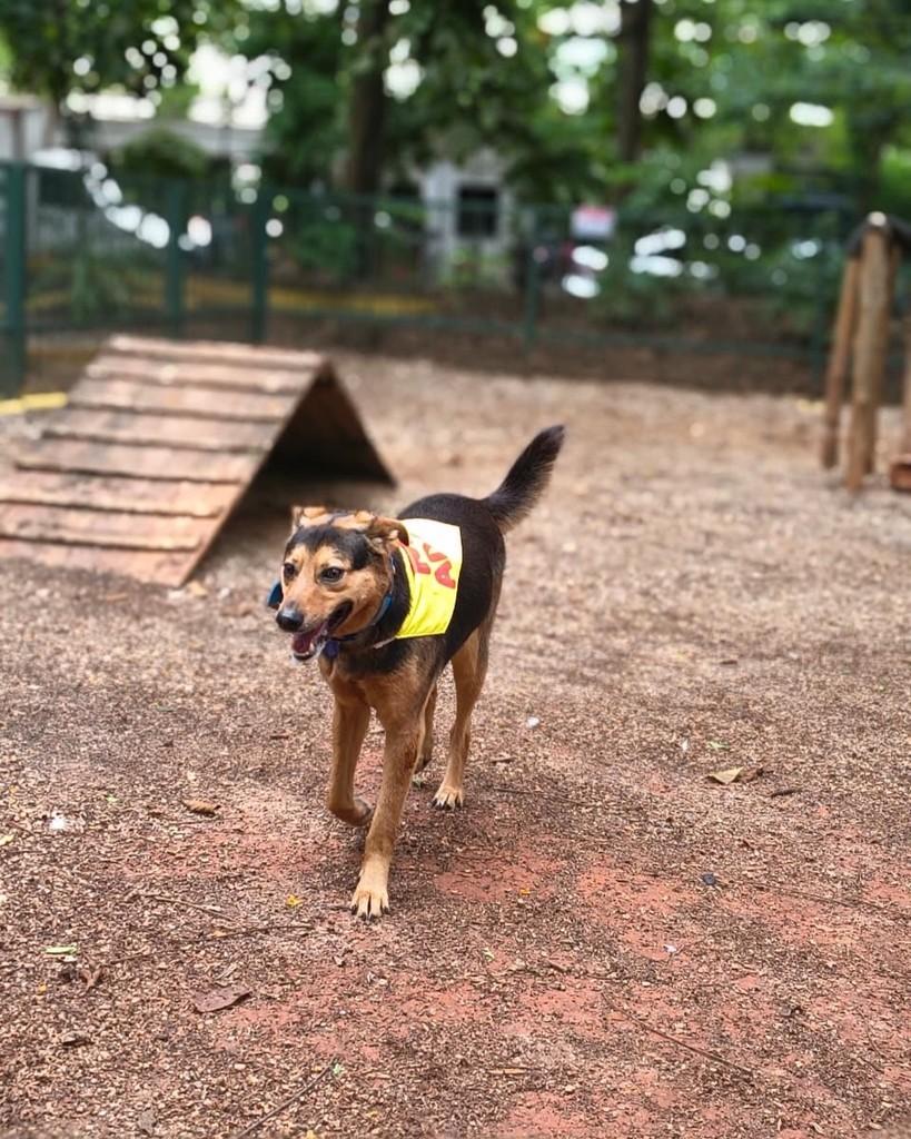 Tyler, cachorro de porte médio para adoção em São Paulo - SP — foto 3 de 6