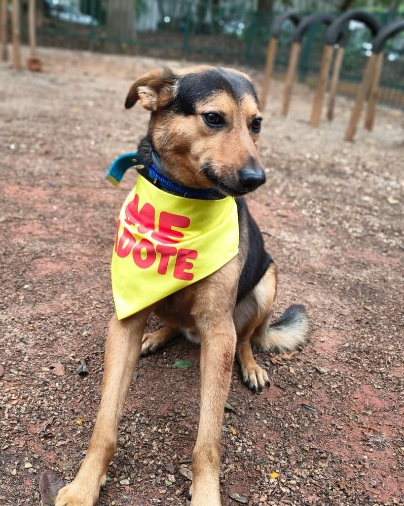Tyler, cachorro de porte médio para adoção em São Paulo - SP — foto 4 de 6