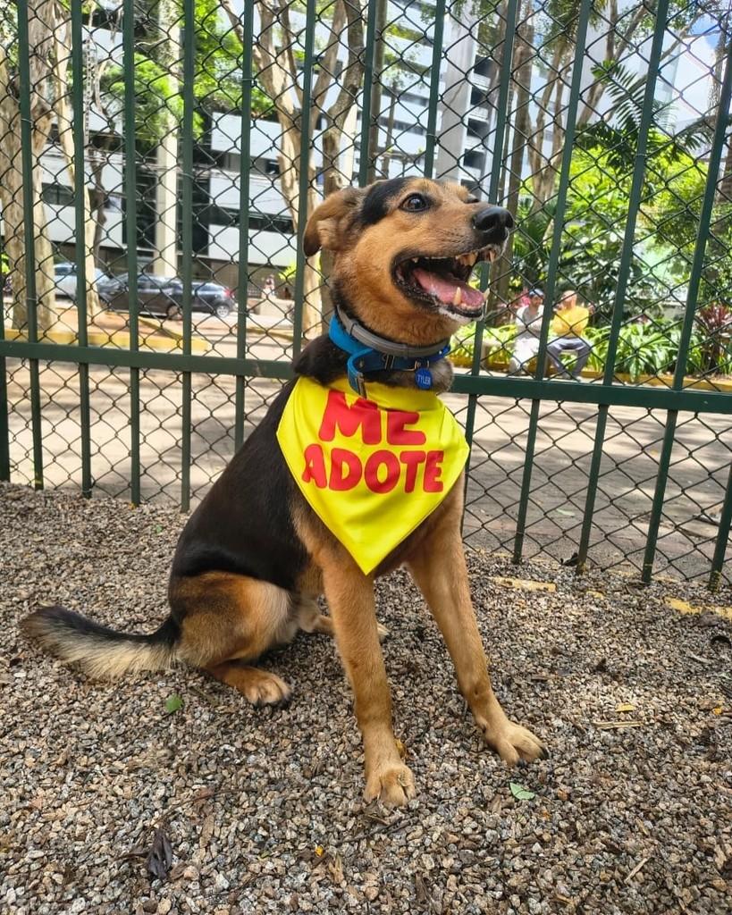 Tyler, cachorro de porte médio para adoção em São Paulo - SP — foto 5 de 6