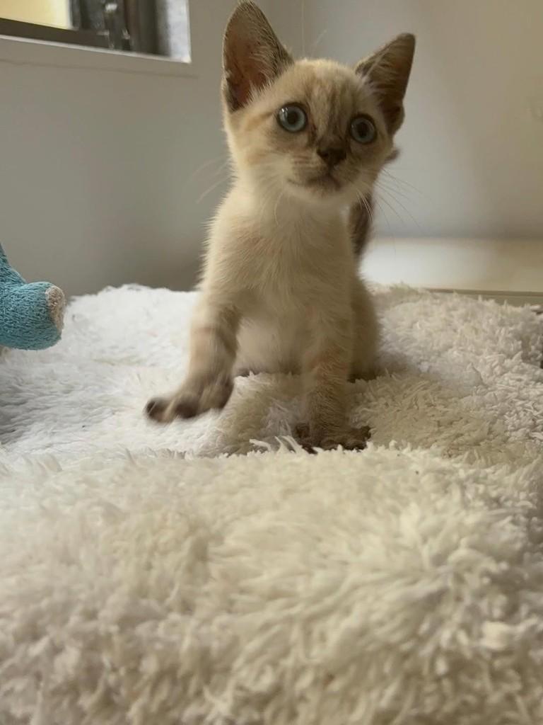 Mila, gato de porte pequeno para adoção em Recife - PE