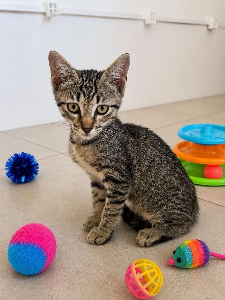 Alice, gata de porte pequeno para adoção em Recife - PE