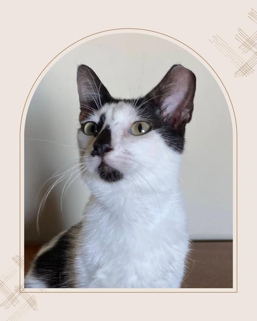 Chorão, gato de porte pequeno para adoção em Rio de Janeiro - RJ