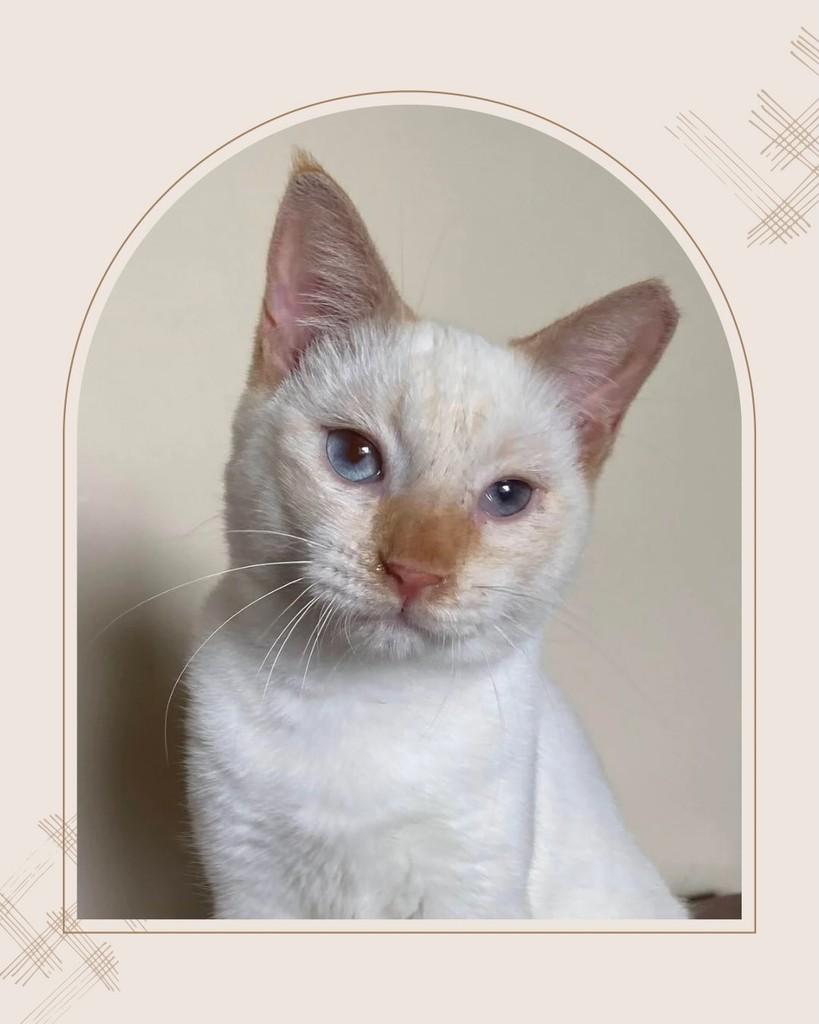Charlie Brown Jr., gato para adoção em Rio de Janeiro - RJ