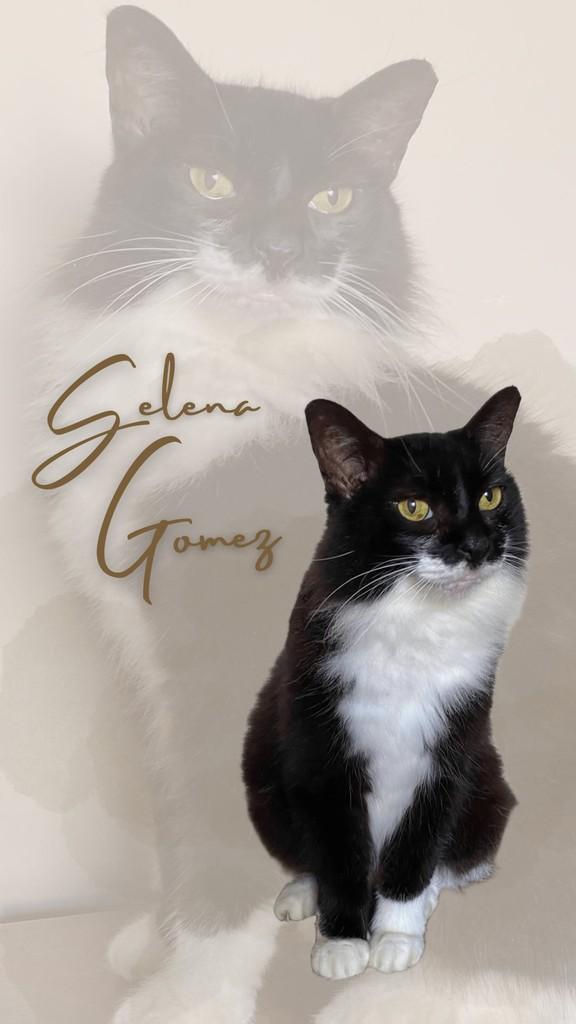Selena Gomez, gato de porte pequeno para adoção em Rio de Janeiro - RJ