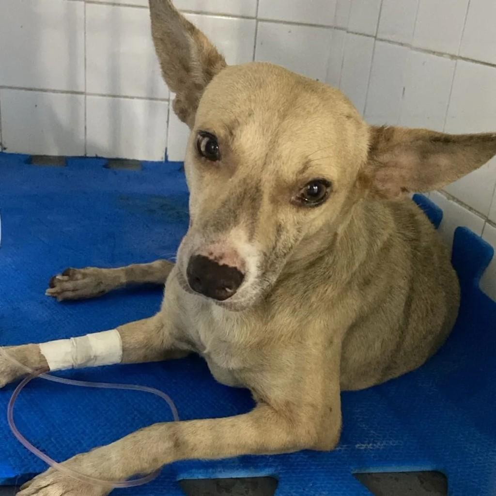 Lupita, cadela de porte médio para adoção em Milagres - BA