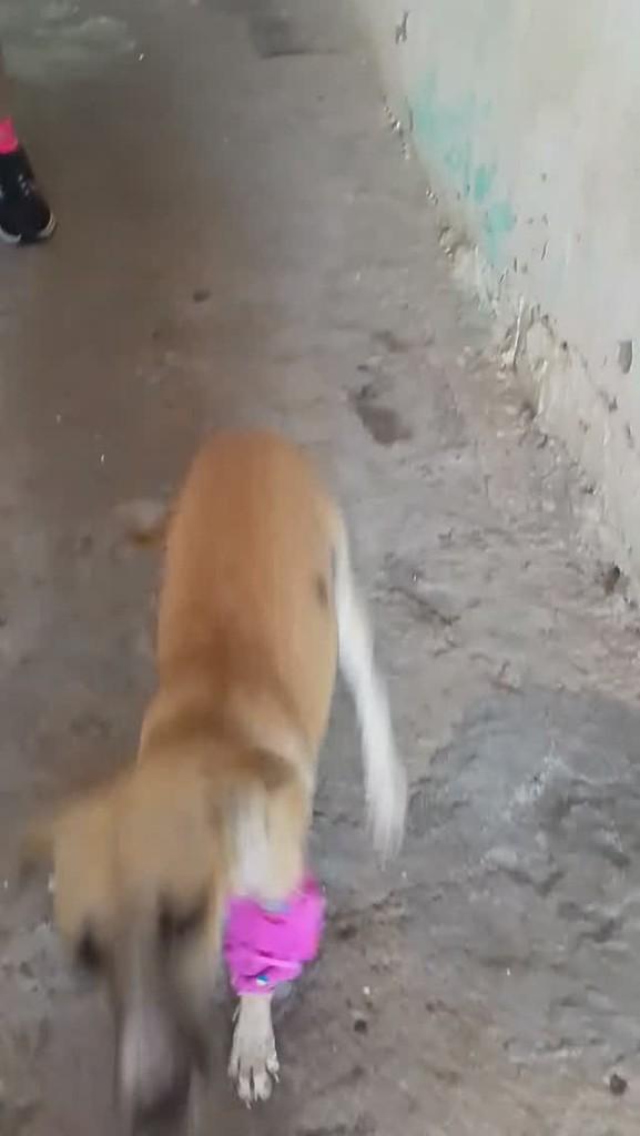 Meg, cachorro de porte pequeno para adoção em Milagres - BA