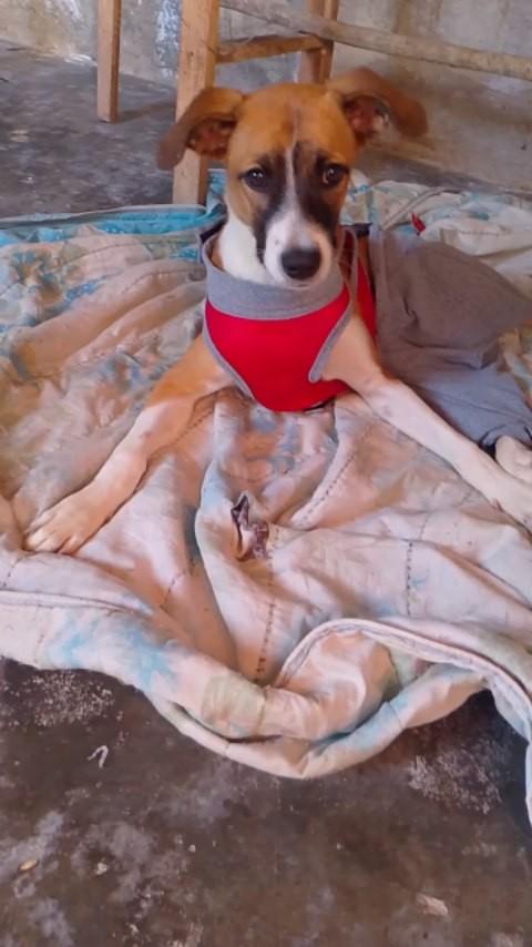 Mel, cachorro de porte grande para adoção em Milagres - BA