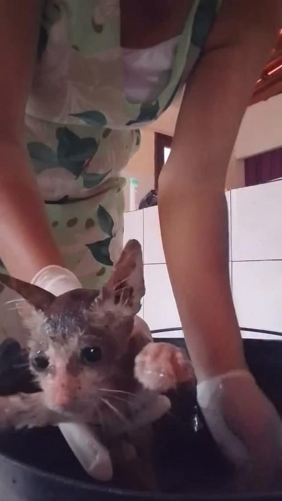 Fofuxo, gato de porte pequeno para adoção em Milagres - BA